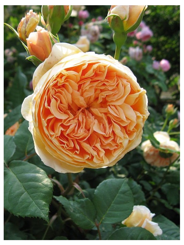 CROWN PRINCESS MARGARETA