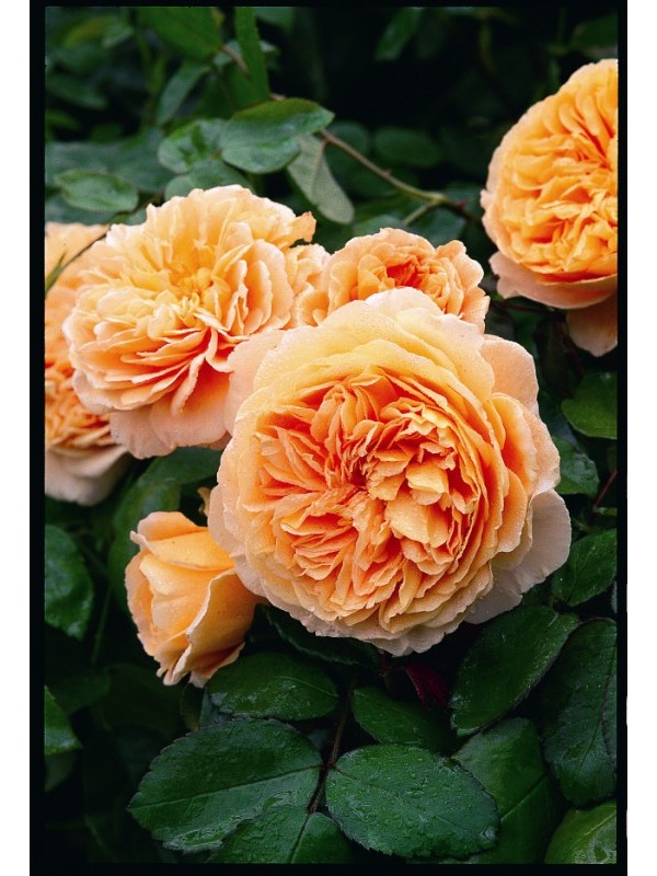 CROWN PRINCESS MARGARETA