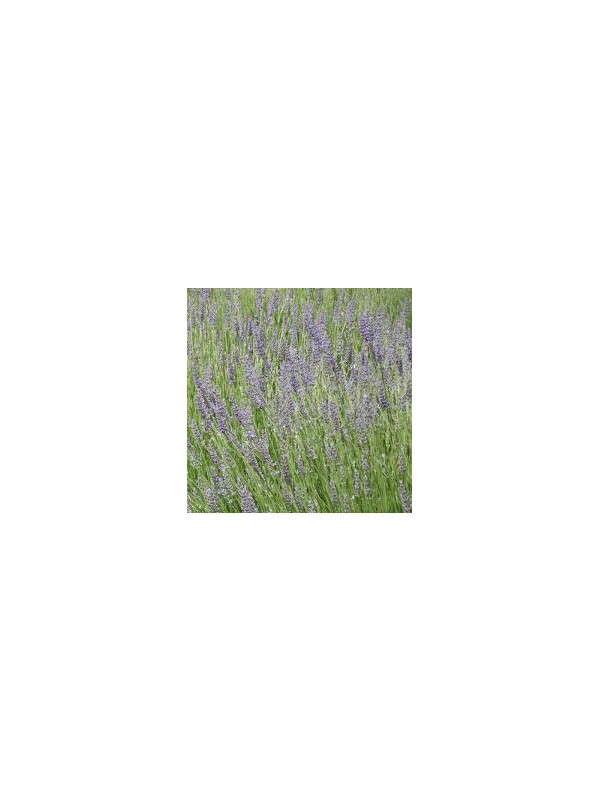 lavandula