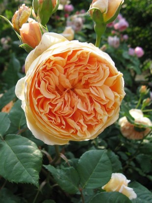 CROWN PRINCESS MARGARETA