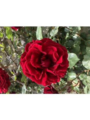 Idrolato di Rosa Crimson Glory Clg. - Rosa Crimson Glory Clg. 
