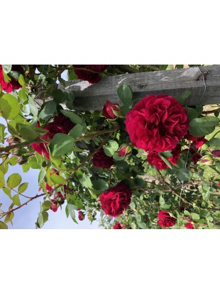 Hidrolat  Vrtnica Crimson Glory Clg.-Rosa Crimson Glory Clg.