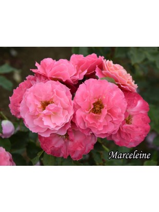 MARCELEINE