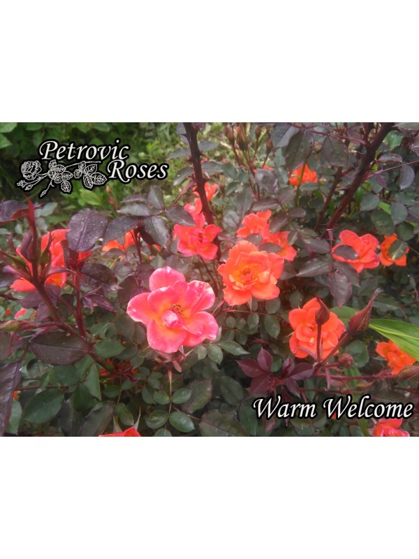 WARM WELCOME